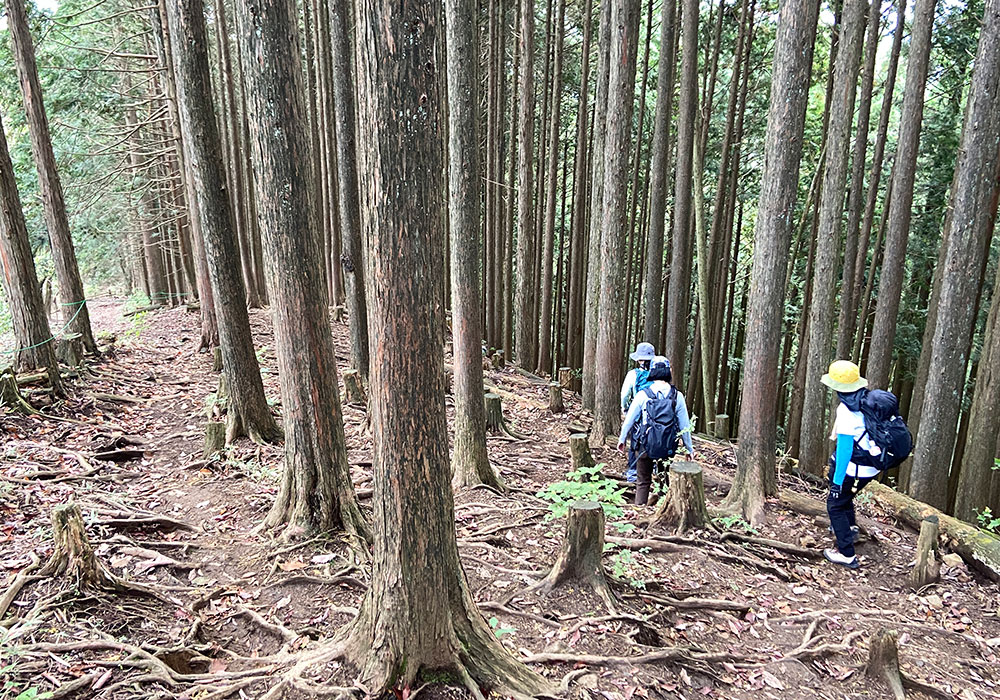 木の根っこで覆われた登山道を進みます