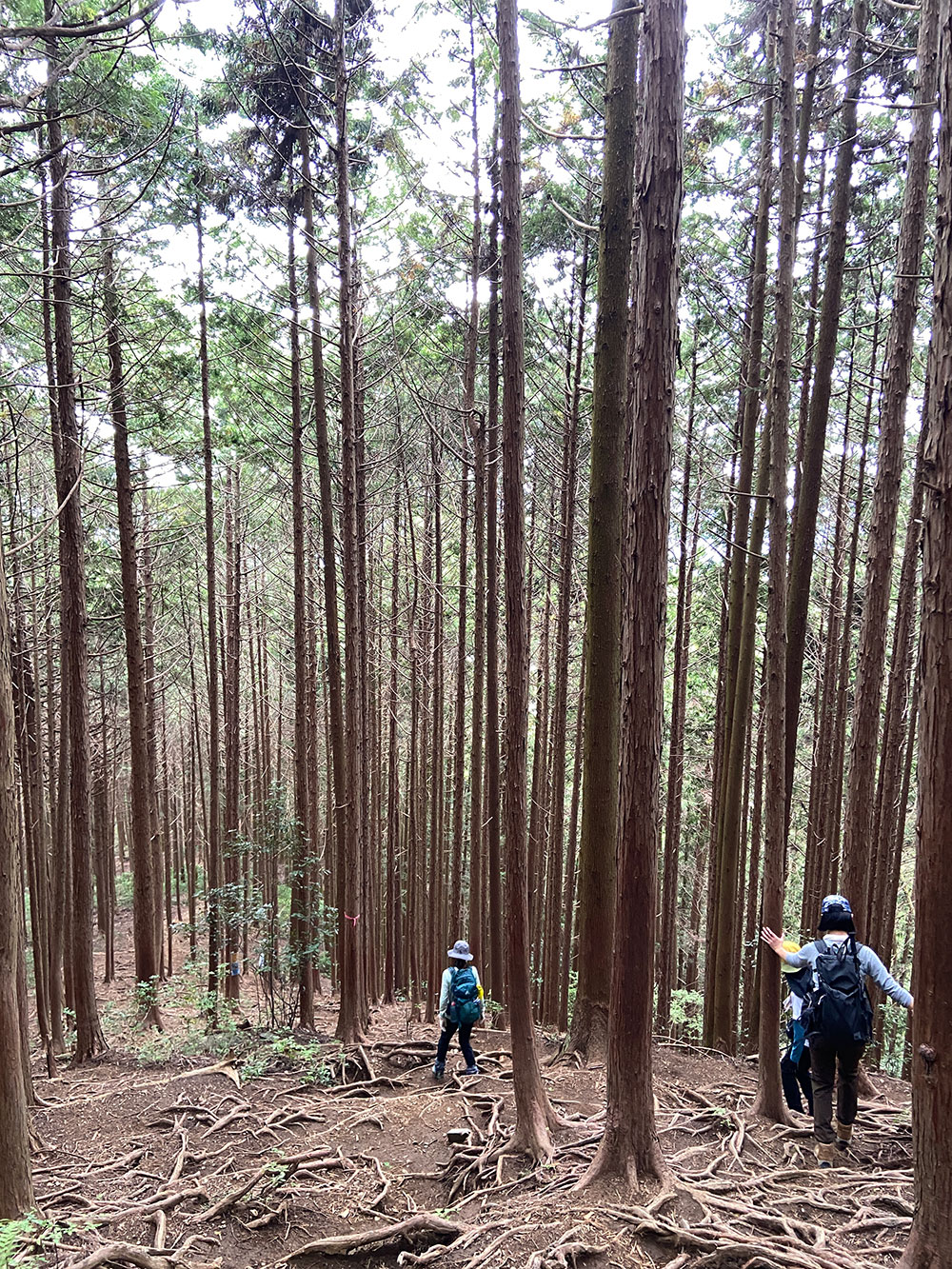 棒ノ折山・滝ノ平尾根