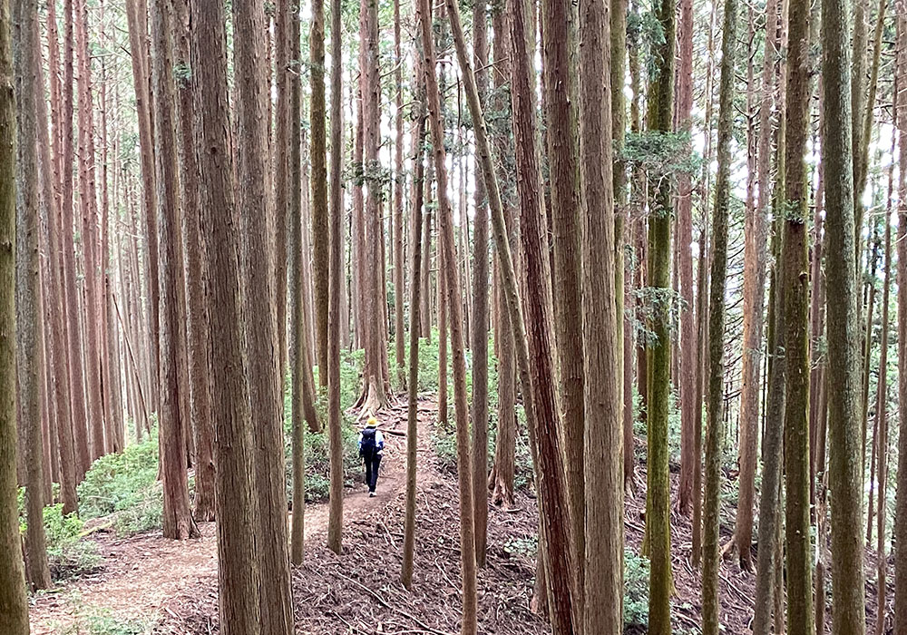 棒ノ折山・滝ノ平尾根