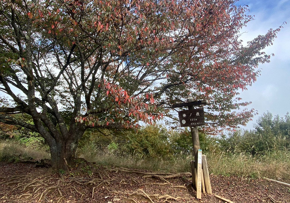 棒ノ嶺（棒ノ折山）山頂