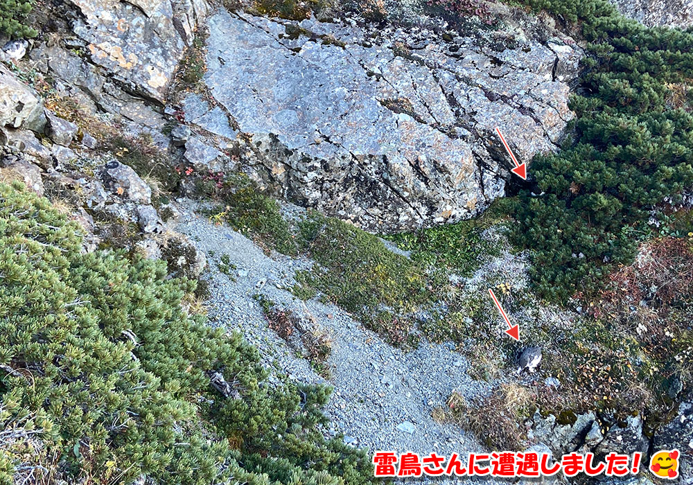 雷鳥さんに遭遇しました！