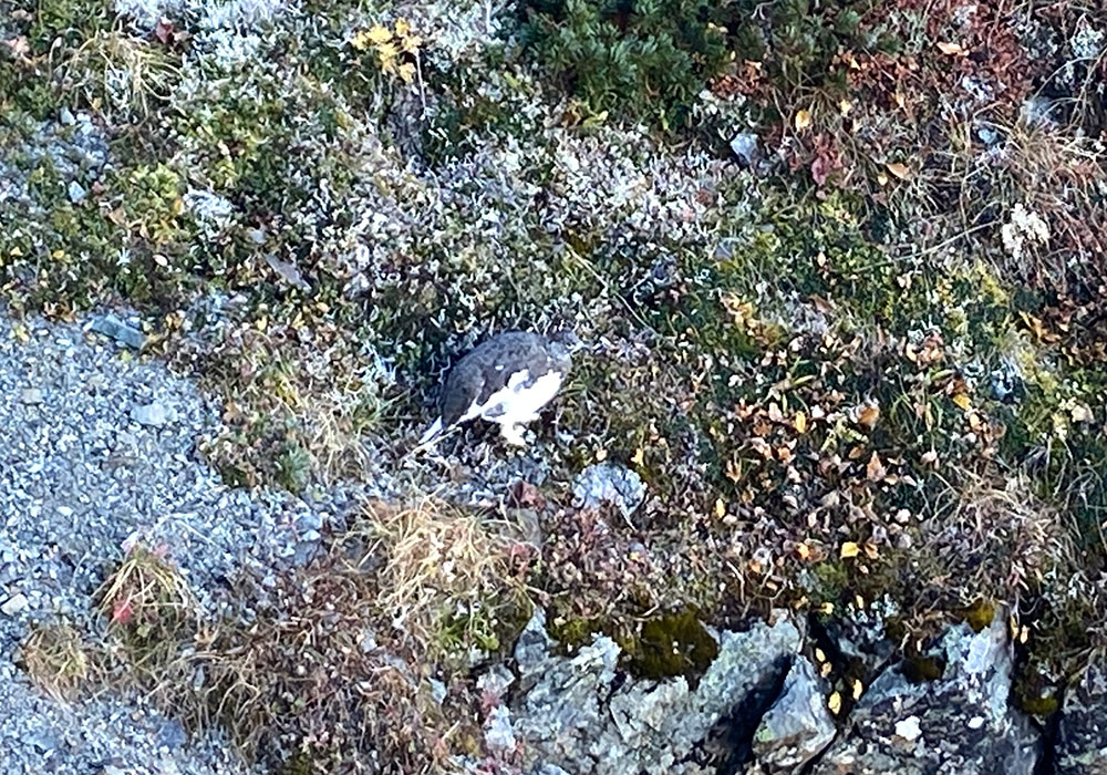 雷鳥さんに遭遇しました！