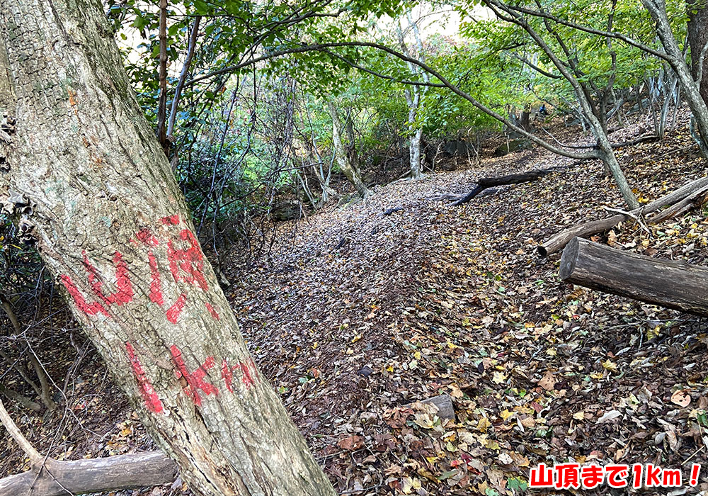 【茅ヶ岳・金ヶ岳登山】山頂まで1km！