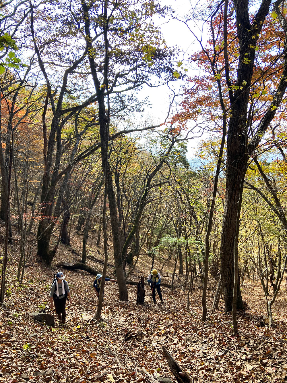 【茅ヶ岳・金ヶ岳登山】まだまだ登ります！