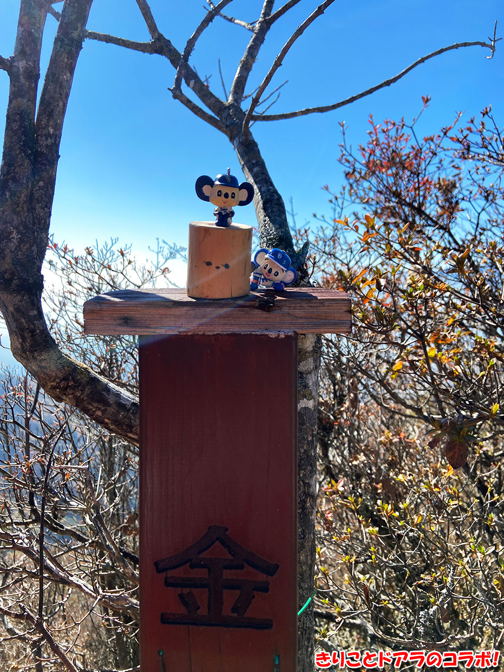 金ヶ岳山頂にてきりことドアラのコラボ！