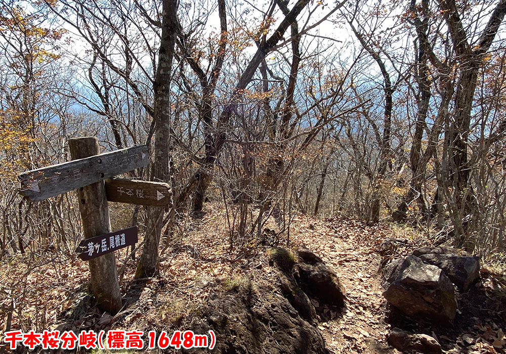 【茅ヶ岳・金ヶ岳登山】千本桜分岐（標高1648m）