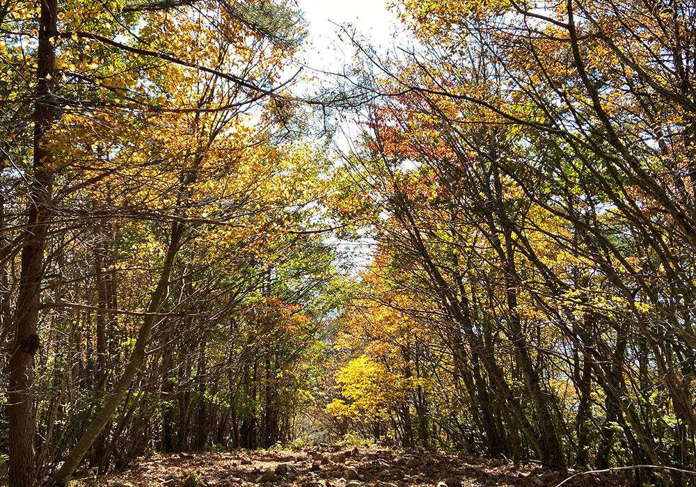 【茅ヶ岳・金ヶ岳登山】紅葉が綺麗でした！